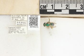 Media type: image;   Entomology 794171 Aspect: Labels